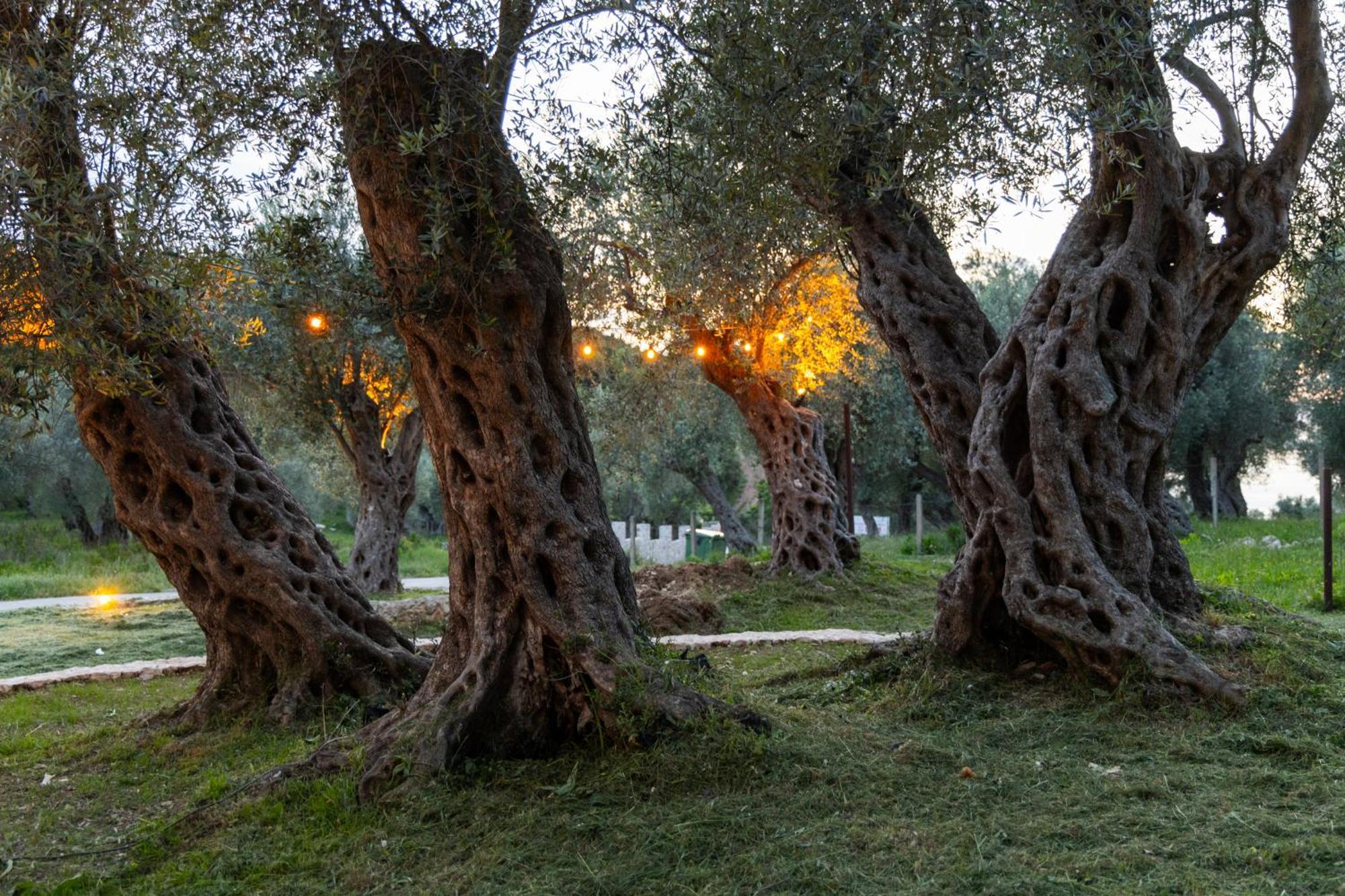 Отель Mashtra - The Olive House Улцинь Экстерьер фото